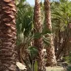 ابو سيد لتنسيق الحدائق العامة والخاصة وزراعه جميع انواع النخ