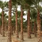 نخل زينه واشنطني