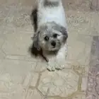 كلب ذكر للتزاوج
