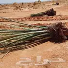 فروخ فسائل للبيع