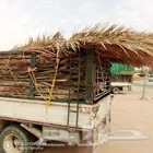 جريد وسعف النخل