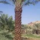 نخل عربي ونخل واشنطونياء