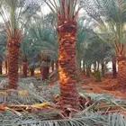 نوفر جميع انواع النخيل المثمره