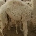 عدد 3 مخاليل لبانيه