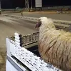 ذبايح الأردن