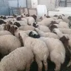 موجود خرفان من الاردن عدد400راس