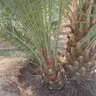 نخل وجثايث القصيم
