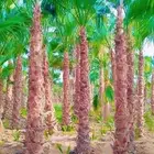 نخل واشنطنؤا زينه