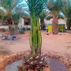 توريد جميع انواع النخل وتكريب جميع انواع النخل التواصل