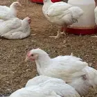 دجاج لاحم حي الخرج السعر 10 ريال