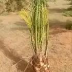 نخل للبيع جميع النواع انخل العربي سكري إخلاص برحي صقعي مجدول