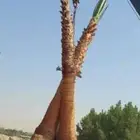 نخل واشنطني البيع