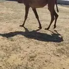 لقيه شريانيه شريانيه