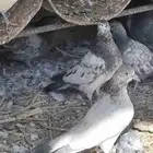 فراخ حمام هندي