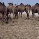 مراح سواحل للبيع