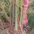 يوجد لدينا نخيل مثمر جميع الانواع وجميع مقاساته