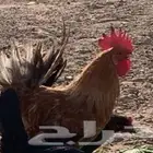 ديك شرط الصحة وشرط الذان ويلقح العمر 10شهور الموقع عشيره سدي