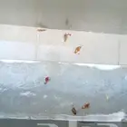 شركه توب كلين لتنظيف ومكافحه الحشرات والنمل الابيض