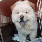 مندوب توصيل