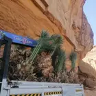 النخل واشنطن زينه