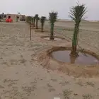 جميع انواع النخيل الوشنطني ولعربي بأسعار مناسبه