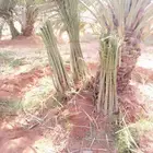 وشنطني وعربي علا جميع المقست بسعر المناسب وما توفيق الا من