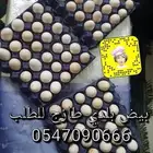متوفر 5 اطباق بيض بلدي طازج (بريدة)