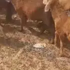 سواكن