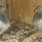 القطيف دخل المحدود ج