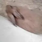 ارانب للبيع الواحد على 40 في كميه