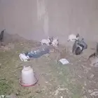 ارانب بلدي و فرنسي صحه شرط