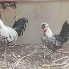 دجاج بولندي