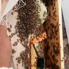 نحل بلدي. سلالات منتخبه. عساله . مقاومه للأمراض في الشتاء