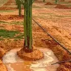 يوجد لدينا جميع انواع النخيل وجميع المقسات المختلفه الدمام ا