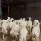 رخال مقنوي