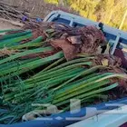 نخيل جثايث فسايل سكري صقعي هلالي مجدول