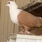 زوج لبناني نضيف وعلى السوم الموقع مليجه ومبيض