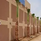 يوجد لدينا نخيل للبيع بجميع انواعها ومقاساته بأسعار مناسبه