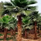 نخل واشنطني وشنطن واشنطونيا زينه للبيع