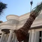 نخل للبيع عربي واشنطني فروخ خلاص صقعي مجدول سكري برحي شيشي