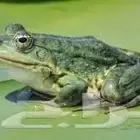 ضفدع لي البيع