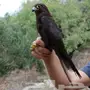 شبوط سنجاري نادر 