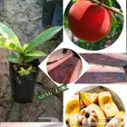 شتلات تفاح ويل ويت velvet apple