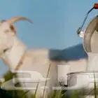 حليب ماعز