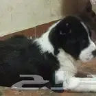 جراوي الباي