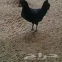 دجاج اندونيسي أصيل للبيع - إنتاج ممتاز!