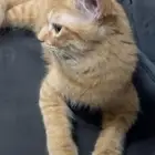 قطو شيرازي للتبني
