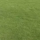 ثيل وجميع انواع الا اشجار