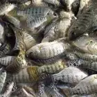 زريعة سمك بلطي