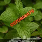 نعناع طازج للبيع